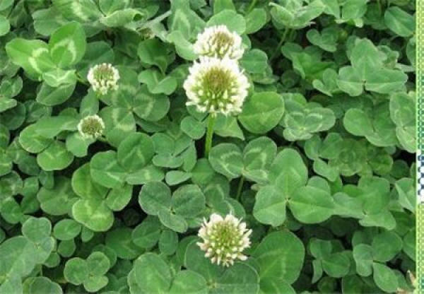 cultivation method of Trifolium repens
