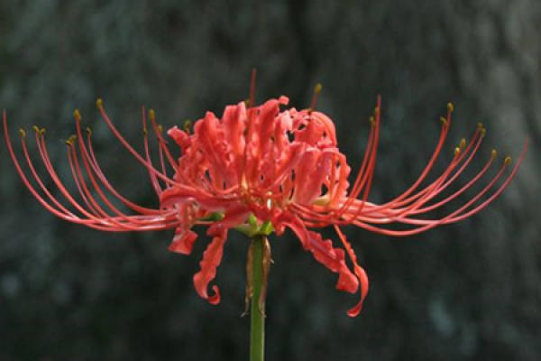 Cultivation method of Bian flower