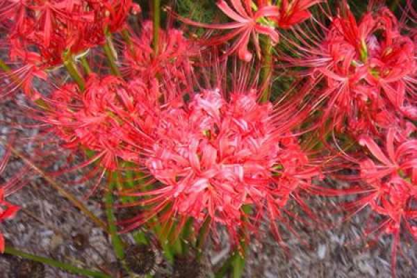 culture method of the other shore flower