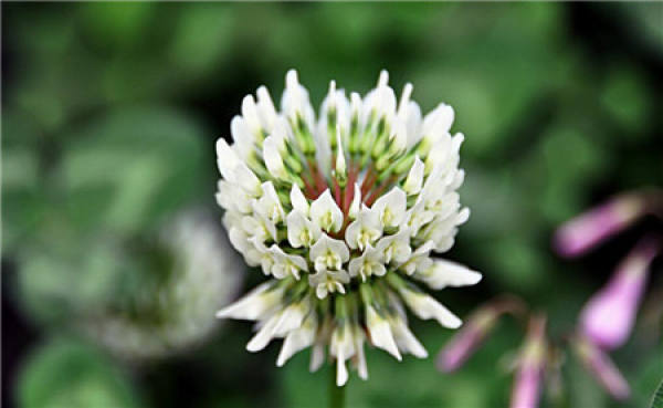 What is the flower language of white clover?