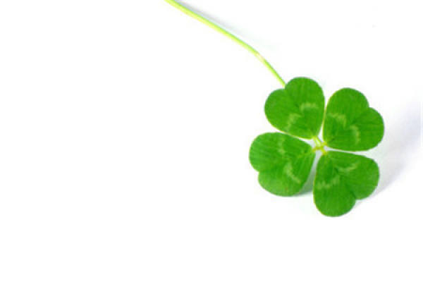 What is the flower language of white clover?