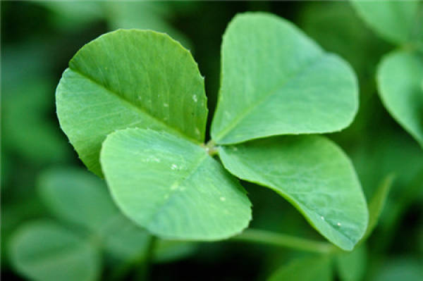 what is the flower language of Trifolium repens