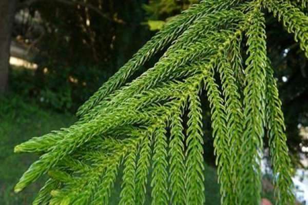 Method for culturing araucaria