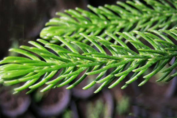 cultivation method of yew