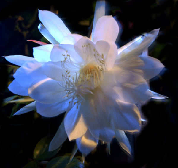Spring and Summer Curing of Epiphyllum