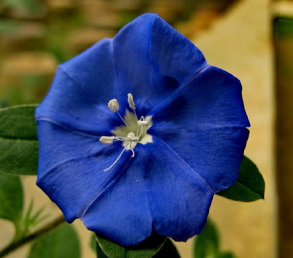 Flower language of blue star flower The Plant Aide