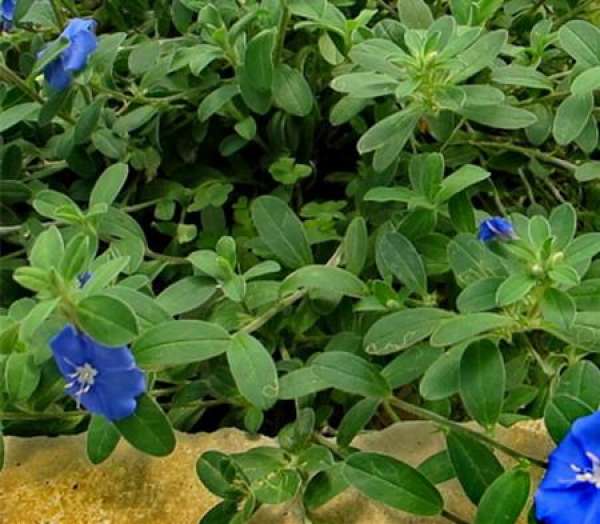 Blue Star Flower Selection