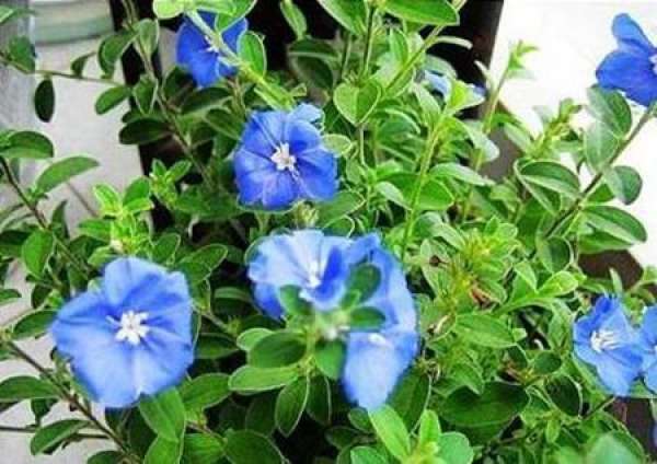 Blue Star Flower Selection