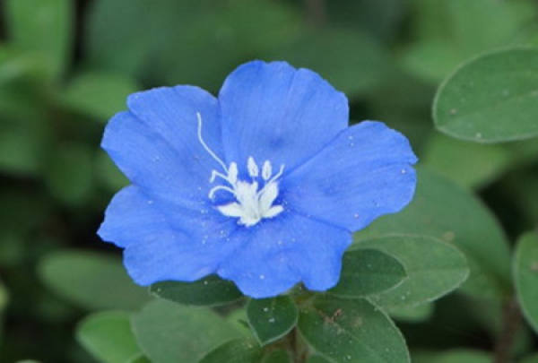 Flowering period of blue star flower
