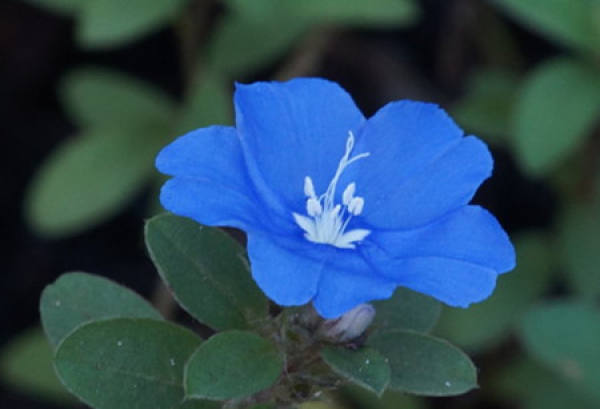 Flowering period of blue star flower