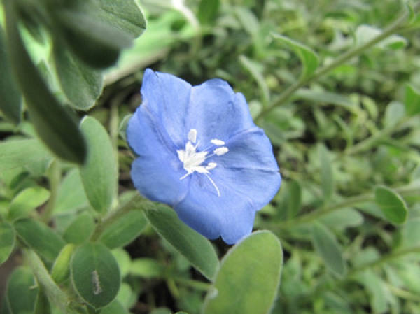 Flowering period of blue star flower