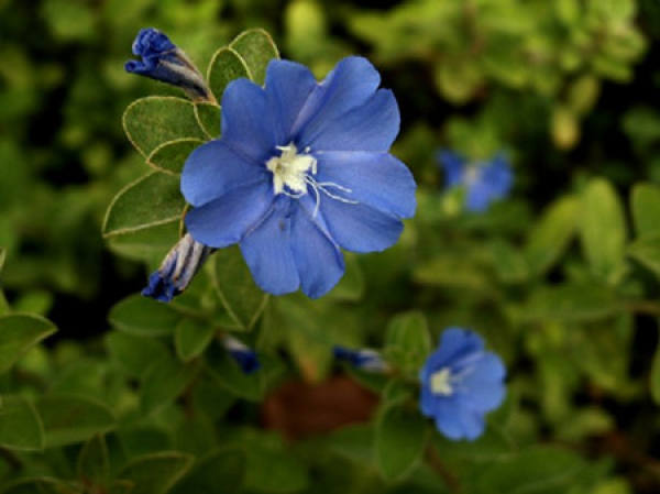 Flowering period of blue star flower
