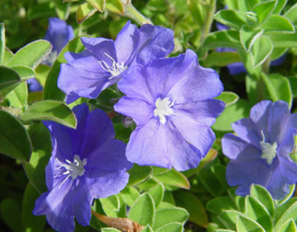 florescence of Bluestar