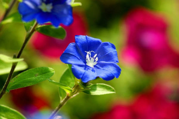 florescence of Bluestar