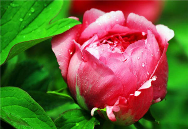 Classification of Peony Flower