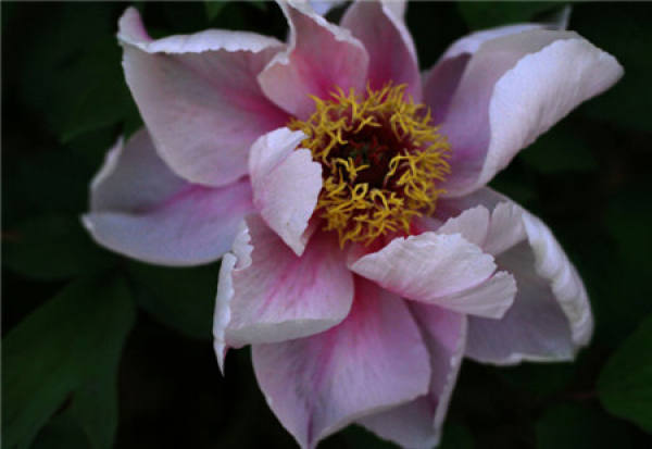 Classification of Peony Flower