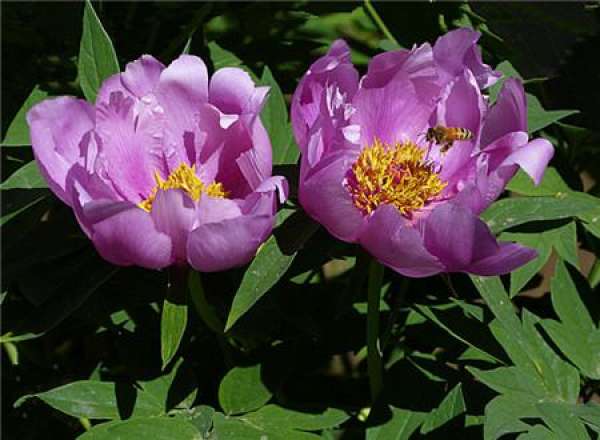 Classification of Peony Flower