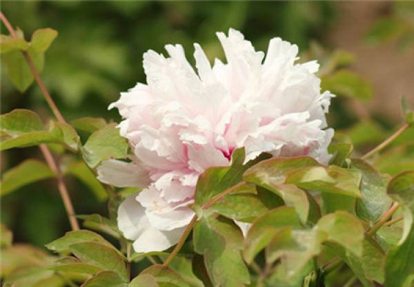 Classification of Peony Flower