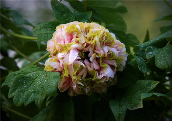 Classification of Peony Flower