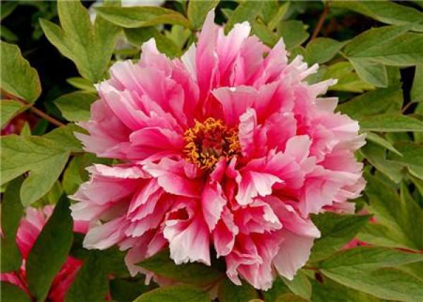 Classification of Peony Flower
