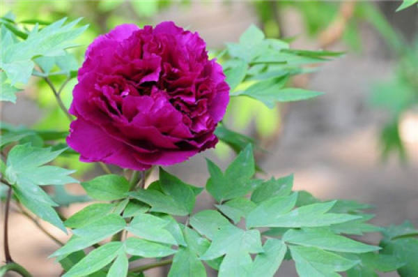 Classification of Peony Flower