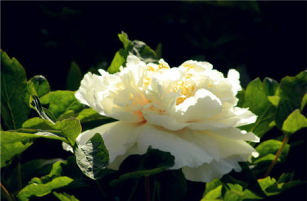 Classification of Peony Flower