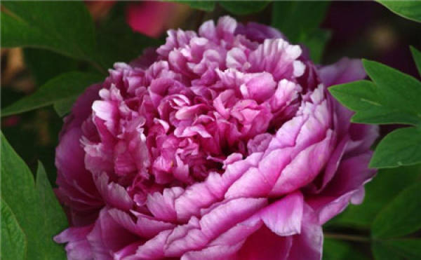 Classification of Peony Flower