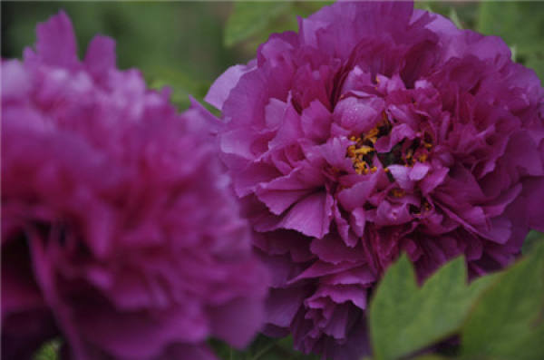 classification of peony