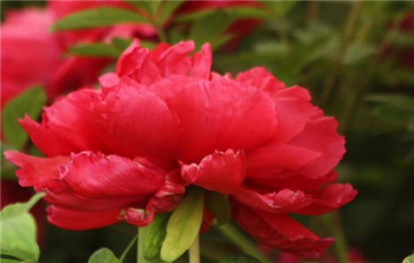 classification of peony