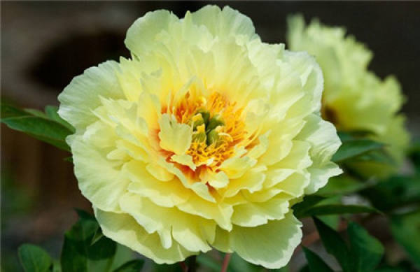 Soil Requirements of Peony