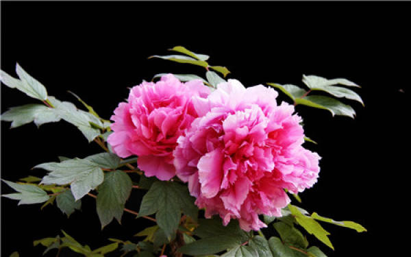 Soil Requirements of Peony