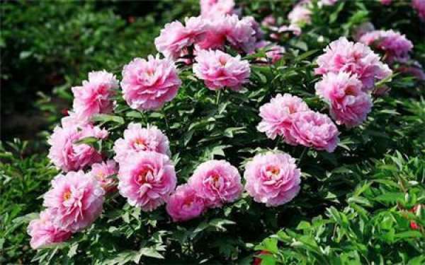 Soil Requirements of Peony