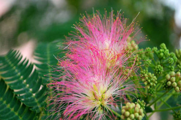 cultivation method of Albizzia