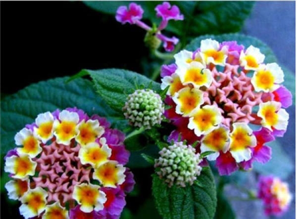 culture method of five color plum