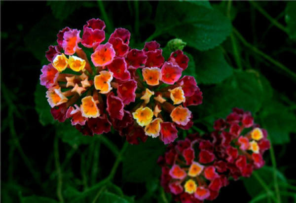 How to prune the five-color plum?