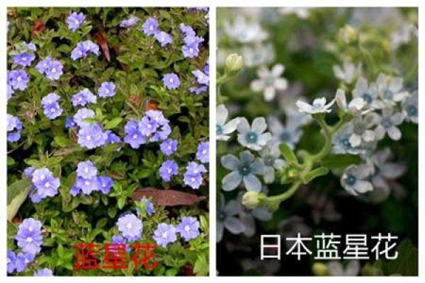 Bluestar and Japanese Bluestar have different nicknames.
