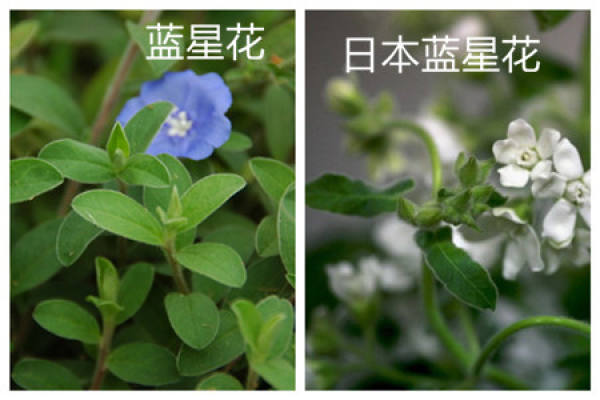 Bluestar and Japanese Bluestar have different nicknames.