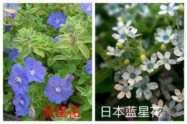 Bluestar and Japanese Bluestar have different nicknames.