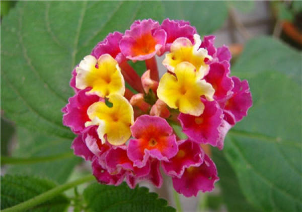 Five-color plum blossom period