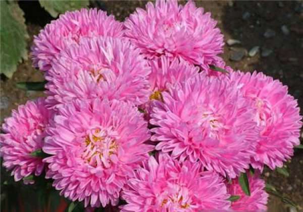 Five-color plum blossom period