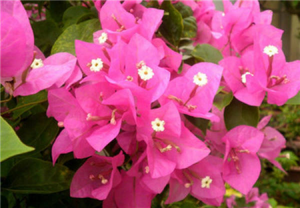 five color plum blossom period