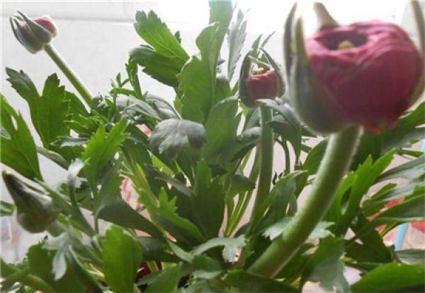 Cause of leaf yellowing of peony: improper watering