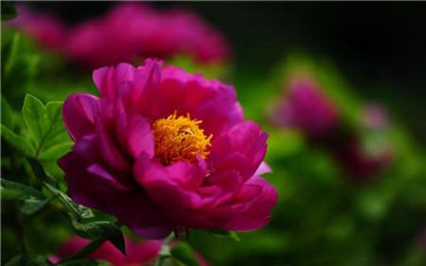 Watering method for potted peony flower