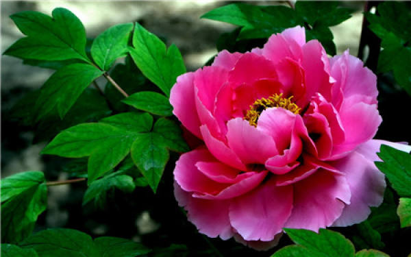 watering method of potted peony