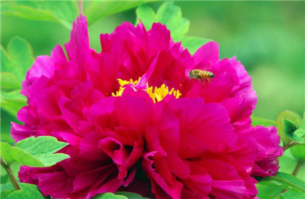 Method for maintaining peony in springs
