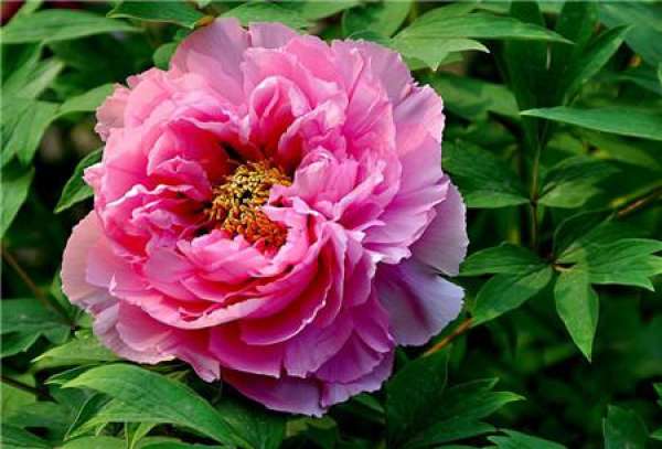 Method for maintaining peony in springs
