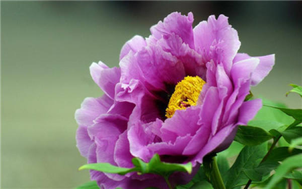maintenance method of peony in spring