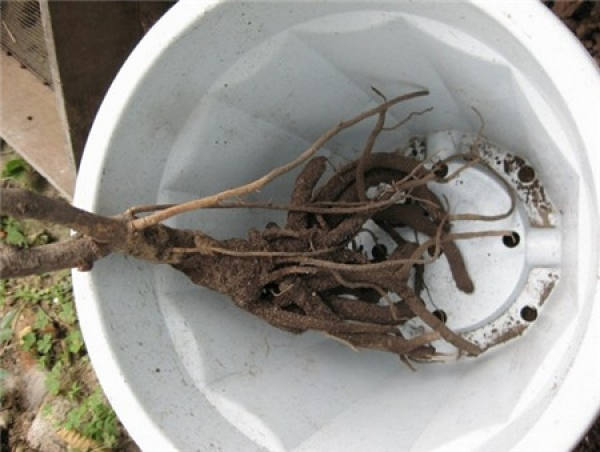 Preparations for potted peony flowers: preparing pots