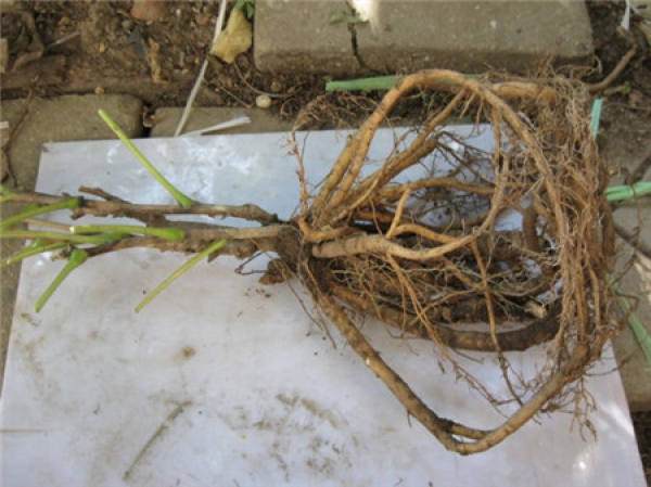 Preparations for potted peony flowers: preparing pots