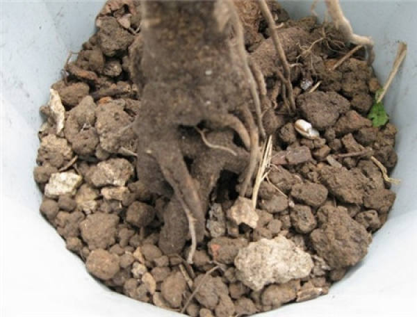 Preparations for potted peony flowers: preparing pots